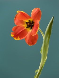 Tulip 1637 [10], #11