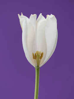 Tulip 1637 [5], #6