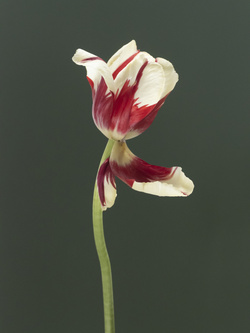Tulip 1637 [15], #16
