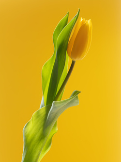 Tulip 1637 [1], #2