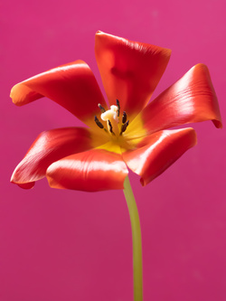 Tulip 1637 [2], #3