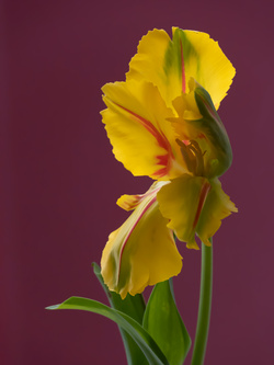 Tulip 1637 [7], #8