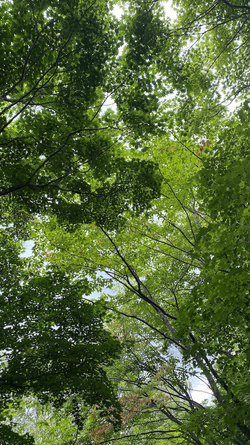 20240808, 12:09. Sapporo Art Park. Goodness, there's just something about the green of leaves during the peak of Japanese summers.