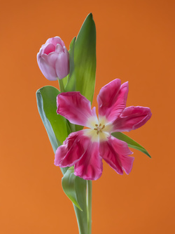 Tulip 1637 [4], #5