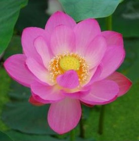 Miya