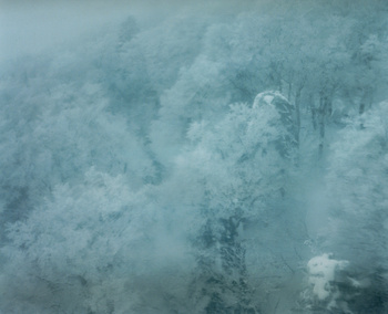 Frozen Tree A, 2024 - Edition of 3+1AP Chromogenic Print 30x40cm