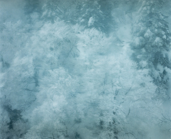 Frozen Tree C, 2024 - Edition of 3+1AP Chromogenic Print 30x40cm