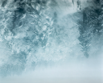 Frozen Tree B, 2024 - Edition of 3+1AP Chromogenic Print 30x40cm