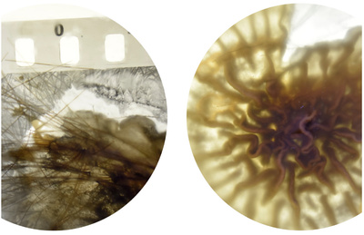The darkroom as an organism - 2022 - ongoing