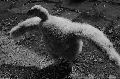 © Sophie RISTELHUEBER What the Fuck ! (#1), 2024 Photographie noir et blanc, tirage pigmentaire sur papier Hahnemühle German Etching 310g, 100 x 150cm. Courtesy of the artist and galerie Poggi, Paris
