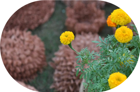 Marigold Resonance, 2024