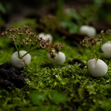 Vebeterdenatuur