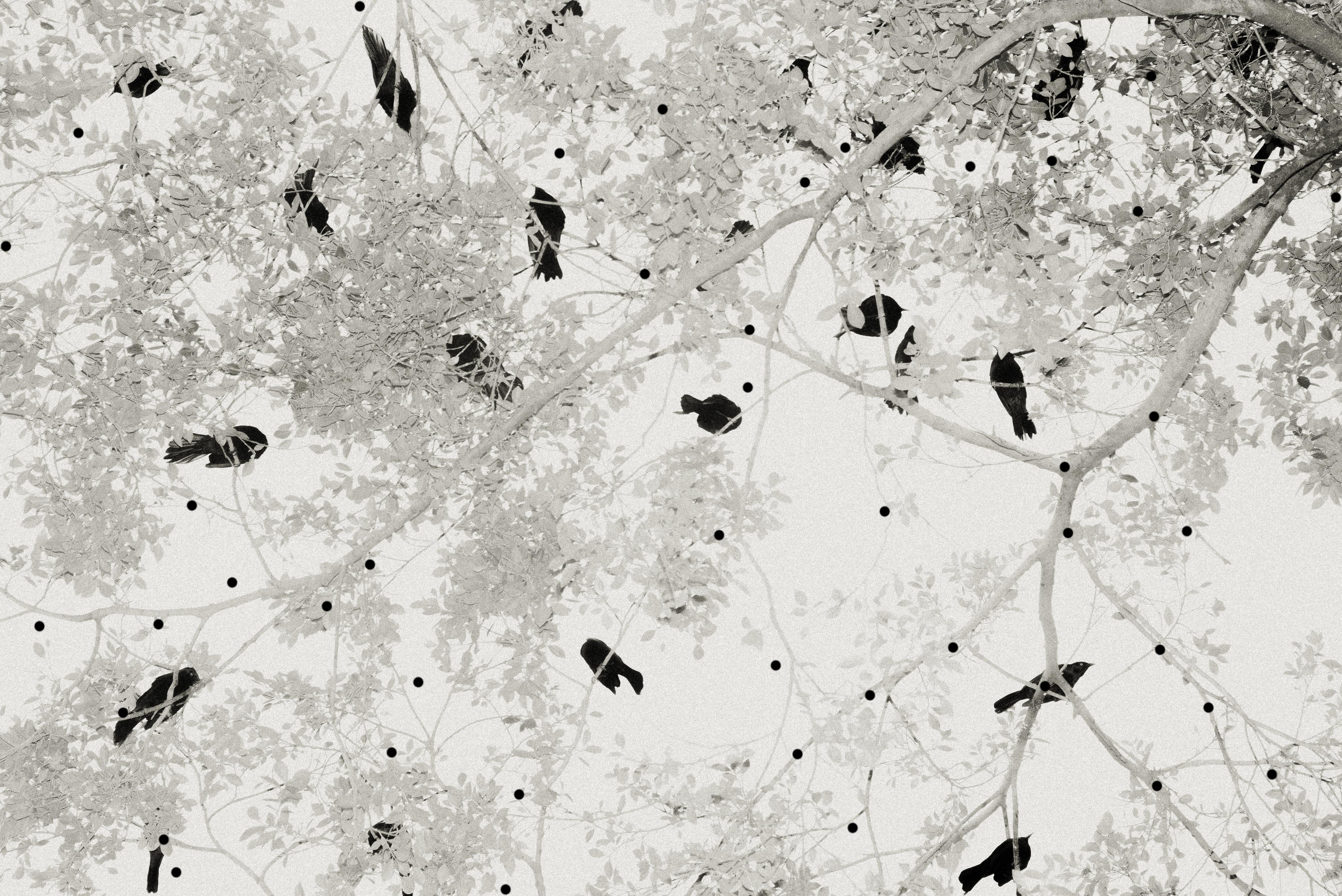 File:植物名實圖考·福州建水草.jpg - 维基文库，自由的图书馆, image size:4716x3150