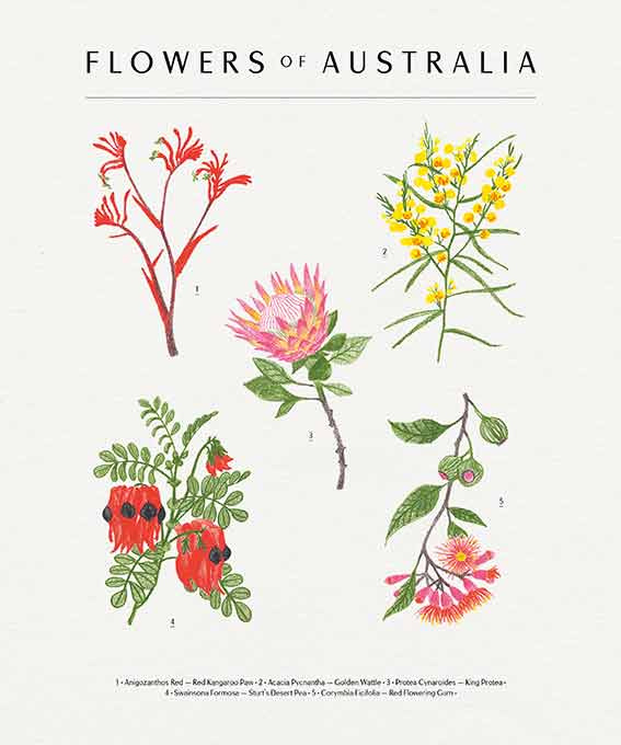 Flowers of Australia — http://camille-gressier.com/