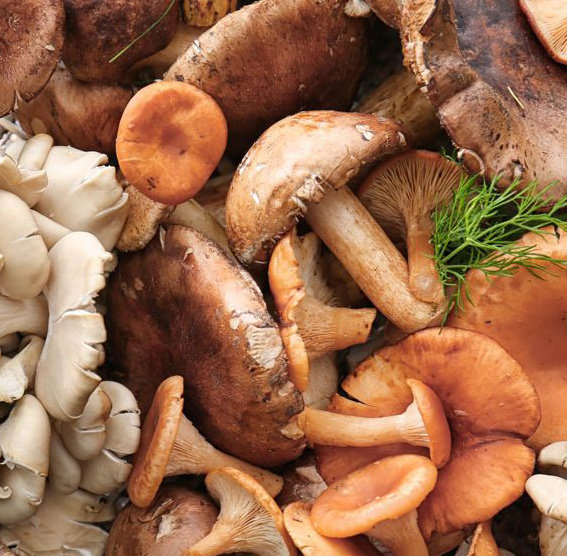 Australian Fresh Mushrooms — Southern Cross Fine Foods