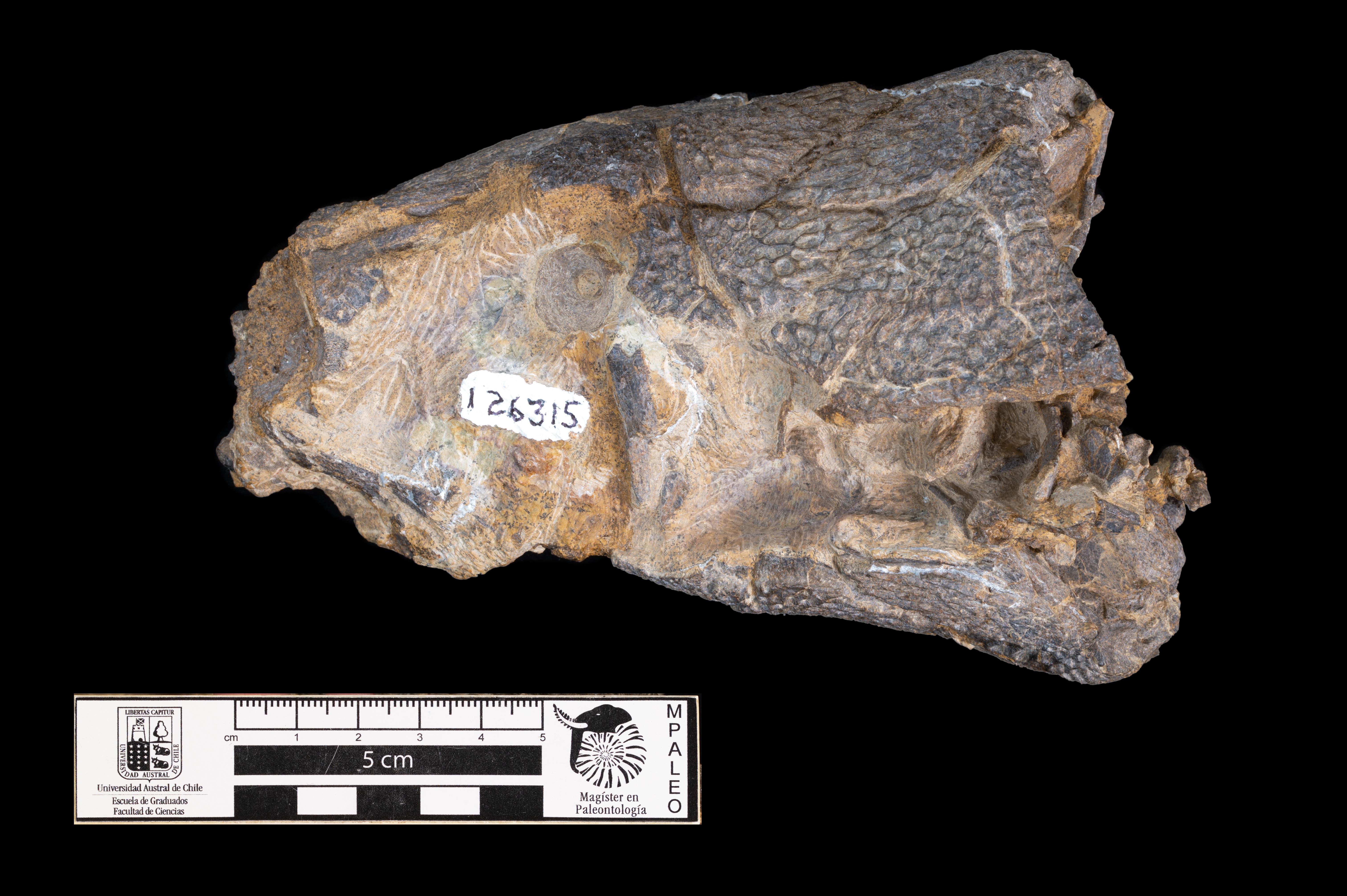 アイルランド　北アイルランド　SPECIMEN セプタード・アイル裸苗 - Scepter'd Isle (Ausland) – David