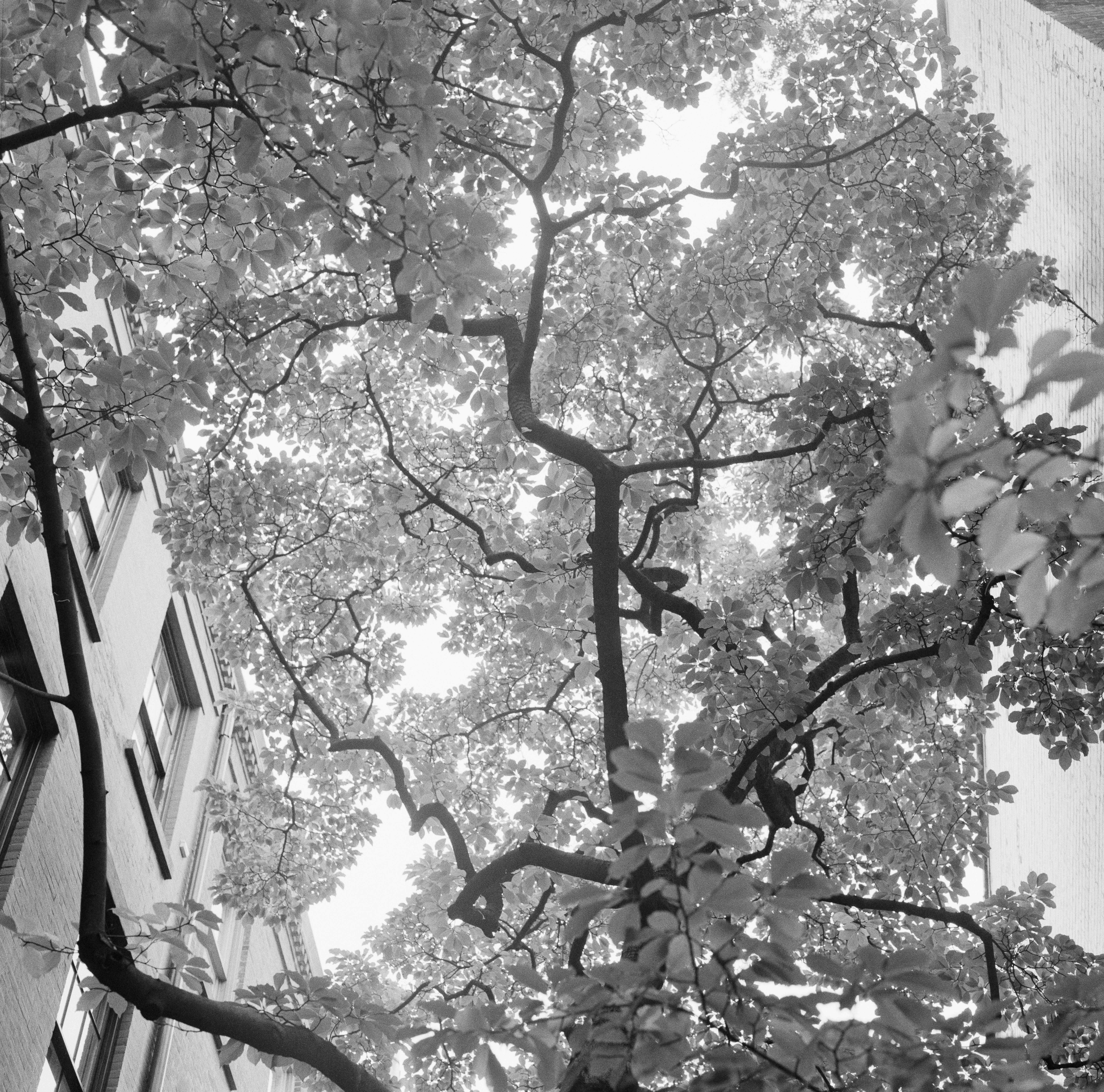 肉質画　風景画 199****0216's Photos & Galleries | 500px