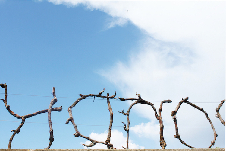 Dissoudre le paysage, 2018ceps de vigne et métal, dimensions variables