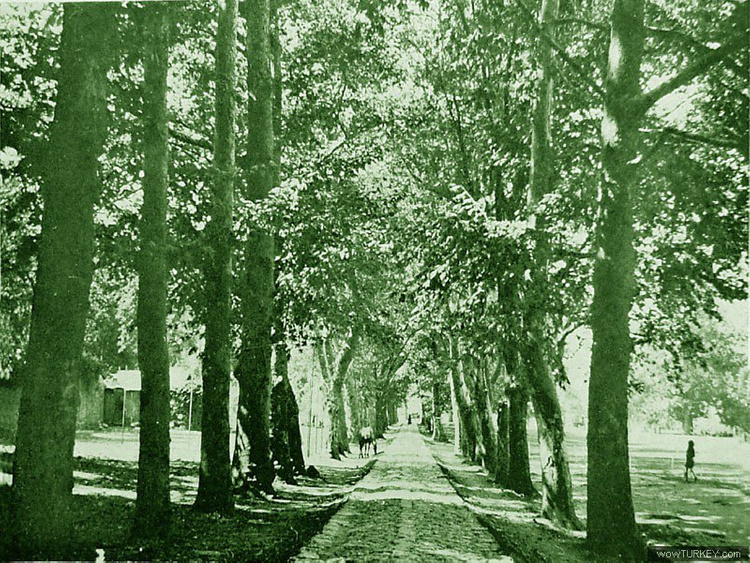 Figure 2 - Beykoz Çayırı [Beykoz Meadow], the road with the trees