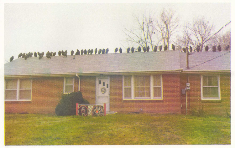 44 Vultures, risograph print