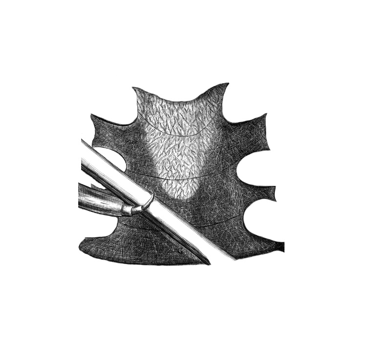 Thorax