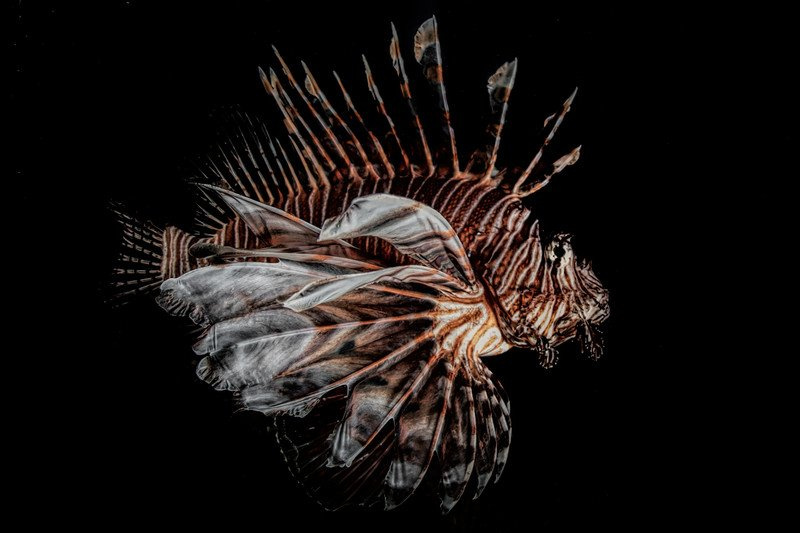 Lionfish // Lorenzo Mittiga - Institute Artist