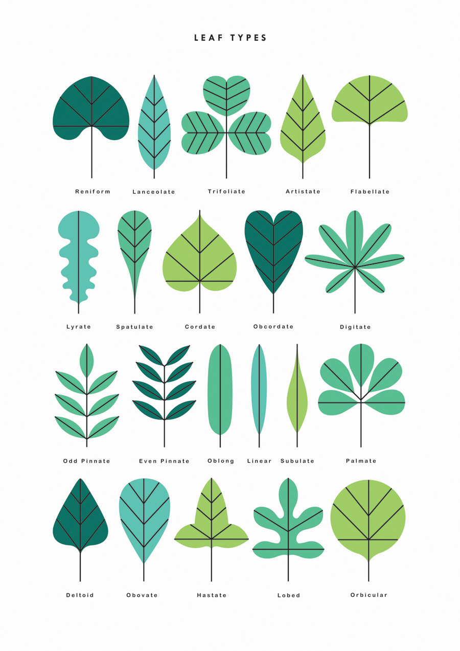 leaf-types-sarah-abbott