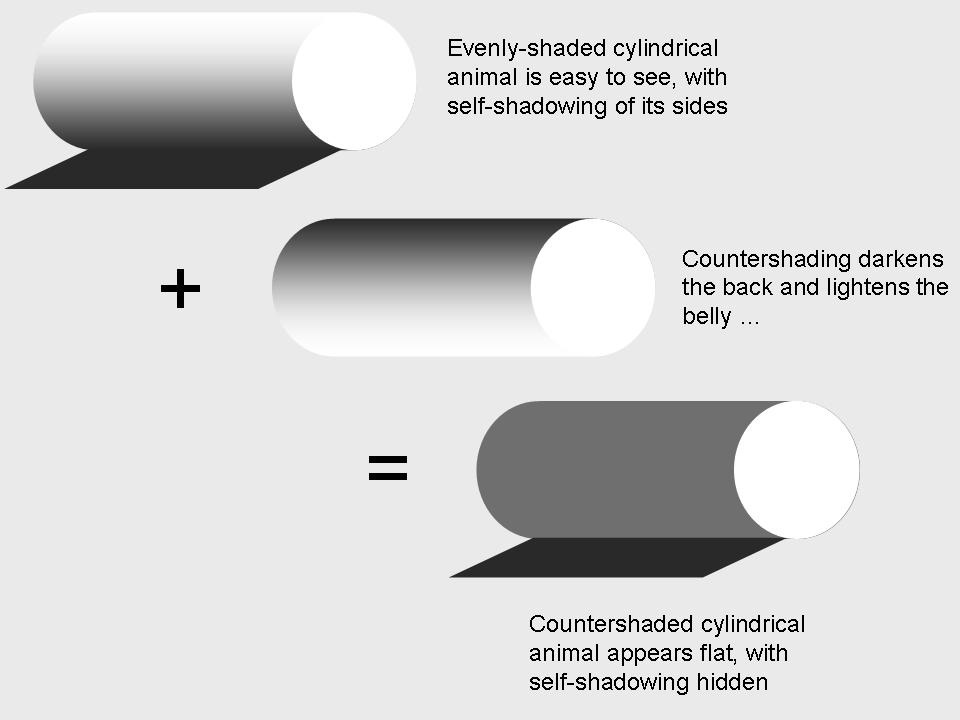 Countershading demonstration (source: Wikimedia Commons)